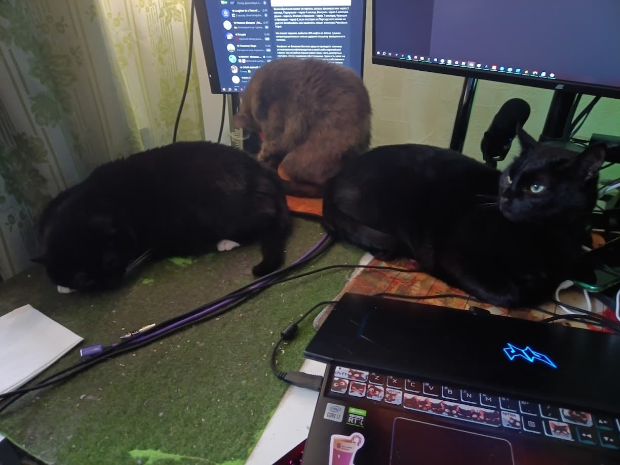 All cats at the desk